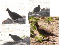 unknown bird.jpg