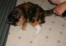 cat.jpg