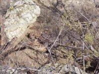 Rattle Snake.jpg