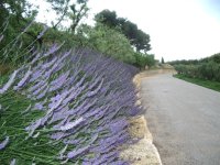 Lavendar.jpg