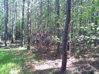 woods before plot2.jpg