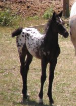 july2007 016.JPG