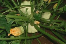 ScallopSquash.jpg