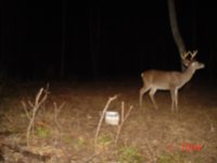 Buck (Large).JPG
