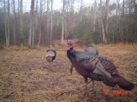 Close_Turkey (Large).JPG