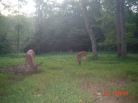 Nice_Buck_2 (Large).JPG