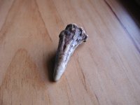 DSCN4945.JPG DSCN4945.JPG