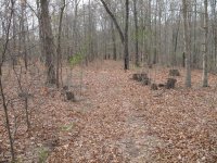 Trail.jpg