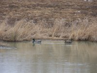 pond ducks 41507.jpg