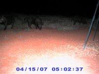 14 Apr 2007 three hogs.jpg