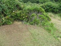 IMG_4231_small.jpg