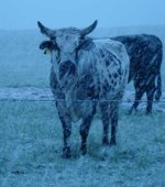 snow9.jpg