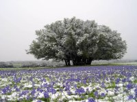 Bluebonnets in snow.jpg
