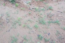 My grass is starting to sprout.jpg