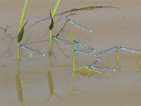 Flock of dragonflies.jpg