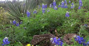 BLUEBONNETS.jpg