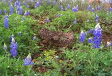 BLUEBONNETS1.jpg