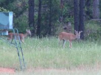 22 May 07 Two bucks.jpg