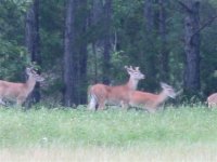 22 May 07 016 Three bucks.jpg