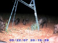 25 May 2007 Piglets at the feeder.jpg