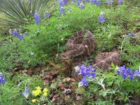 BLUEBONNETS2.jpg