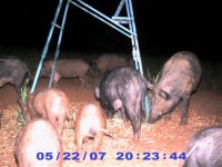 25 May 2007 Boar, sow and piglets.jpg