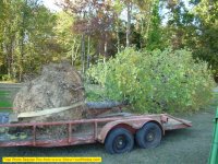 Tree on trailer at yard.jpg