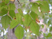 poison ivy3.jpg