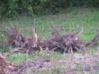 second stump pile.jpg