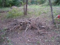first stump pile.jpg