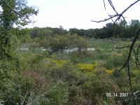 swamp from tree stand.jpg
