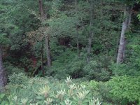 DSCF0048.JPG