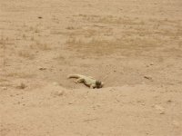 Big Lizard.JPG