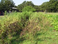 tomatoes-1.jpg