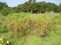 tomatoes-2.jpg