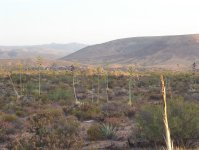 agave 2.jpg