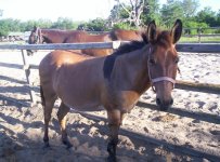mule2.JPG