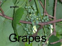 grape arbour 2.JPG