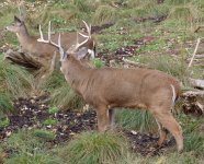 DSC04101 - Copy.JPG