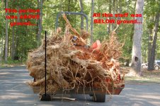Little pine stump.jpg