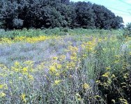 Field_b.jpg