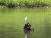 Cattle Egret on Stump in Lake Marabou with awesome green reflection on the water..jpg