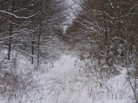 AbandonedRailGrade.jpg
