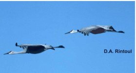 sand hill cranes.jpg