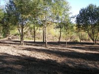 Food Plot 4.jpg