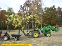 Moving new tree.jpg