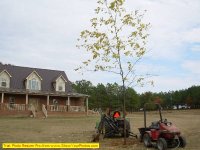 2nd tree planted.jpg
