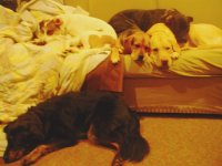Copy of Couch gang2.JPG