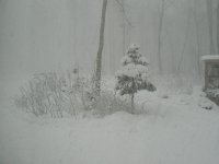 Snow-Nov 30 07 005.jpg