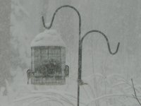 Snow-Nov 30 07 011.jpg